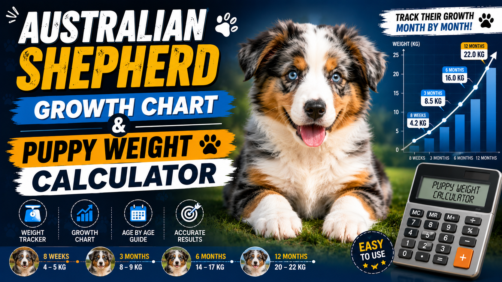 Australian Shepherd Growth Chart & Puppy Weight Calculator