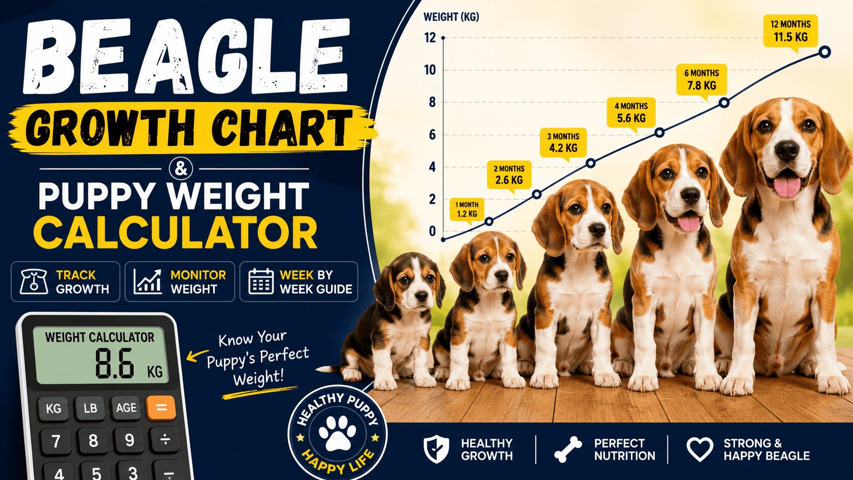 Beagle Growth Chart & Puppy Weight Calculator