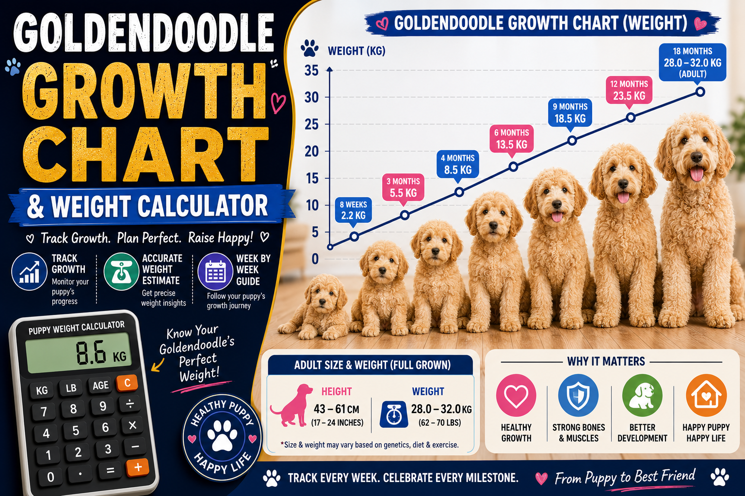 Goldendoodle Growth Chart & Weight Calculator