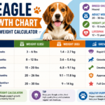 Beagle Growth Chart & Puppy Weight Calculator