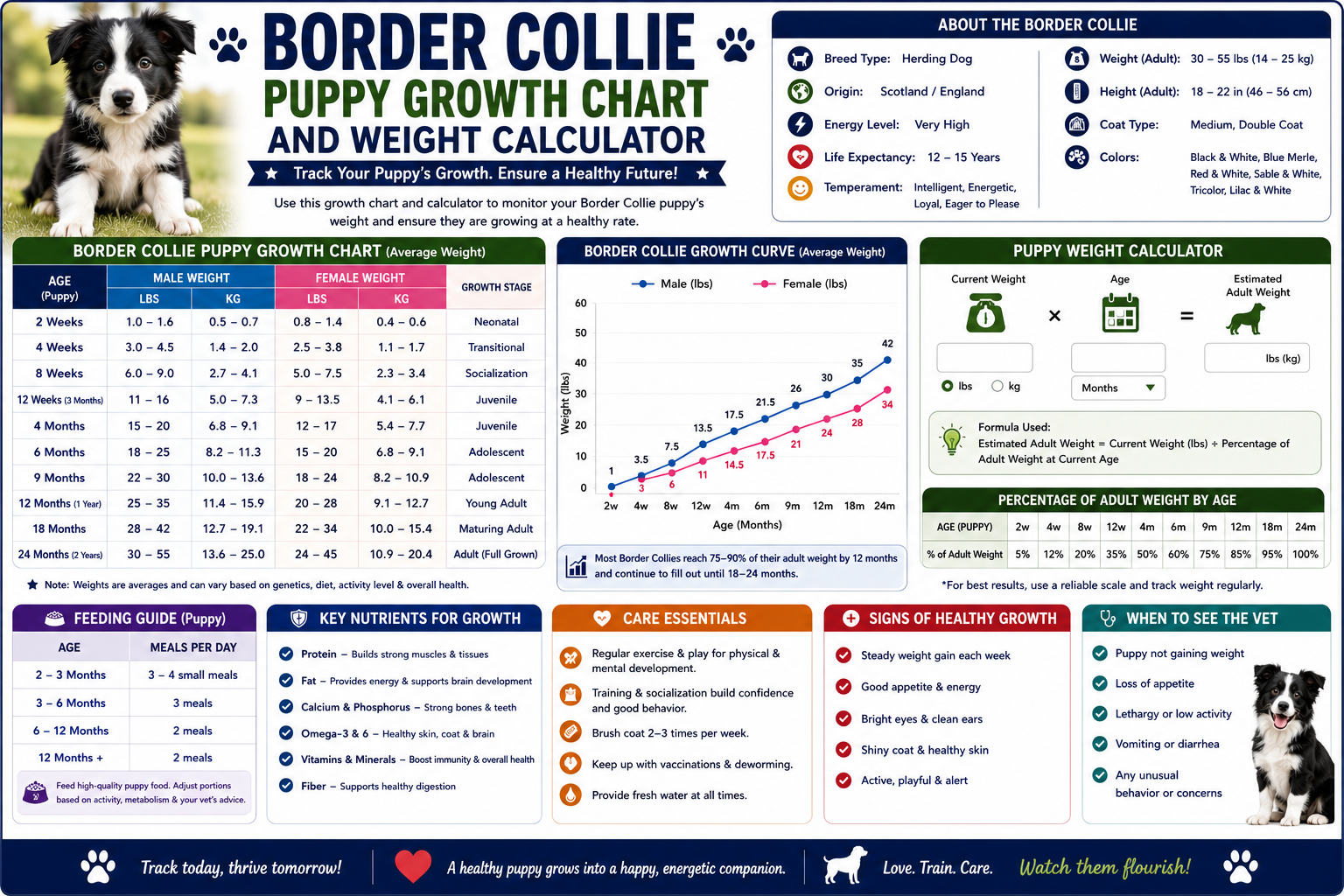 Border Collie puppy growth chart and weight Calculator